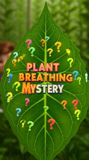 How do plants breathe? 😲 #shorts #youtubeshorts #explore #education #science #plants #feed #facts