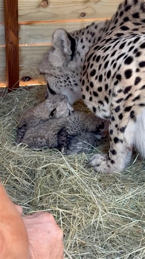 13K views · 14K reactions | We want to give you some insight as to...