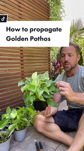 How to propagate Devils Ivy #goldenpothosplant #houseplantsoftiktok #devilsivy #propagation Follow us on IG for more DIY tips and tutorials.