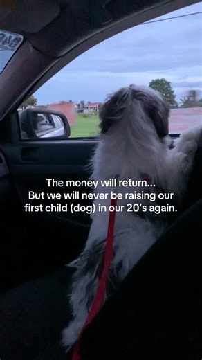 Raising Our First Shih Tzu Puppy: A Journey of Love and Joy