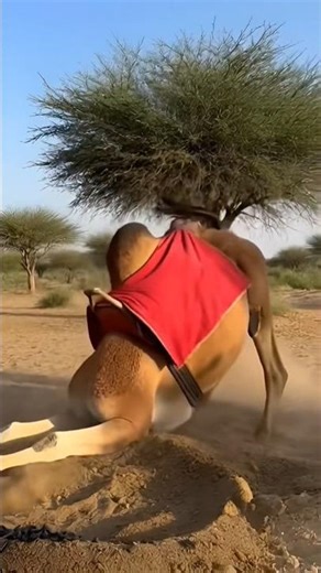 Camel smashes a balloon then strikes a yoga pose