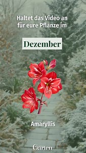 30K views · 36 reactions |  Welche Pflanze habt ihr? Amaryllis: Canva/gubuk-studio Weihnachtsstern: Canva/tatyanakorenyugina Christrose: Canva/catchthedreamart Winterkirsche: Canva/ska138 Winterjasmin: Canva/patriotstudio Duftschneeball: Canva/freeale Stechpalme: Canva/natkou Hintergrundbild erstellt mit Hilfe von KI #pflanzen #pflanzenliebe #garten #gärten #gartenglück #gartengestaltung #meinschönergarten | Mein schöner Garten | Facebook
