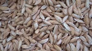 Almonds in shell and kernels on the counter of a dried fruit store. Close-up of several different varieties of almonds. Dried fruit and nut shop display.
