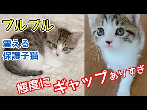 内弁慶すぎる子猫のギャップが可愛い！病院でブルブル震える2ヶ月の保護子猫