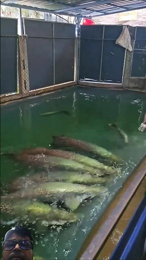arapaima fish feeding #fishfeeding