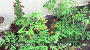 Dwarf Moringa Tree Plant Live, Moringa Oleifera Tree, Malunggay Plant Live for Planting, Drumstick Malunggay Live, in 4" Pot
