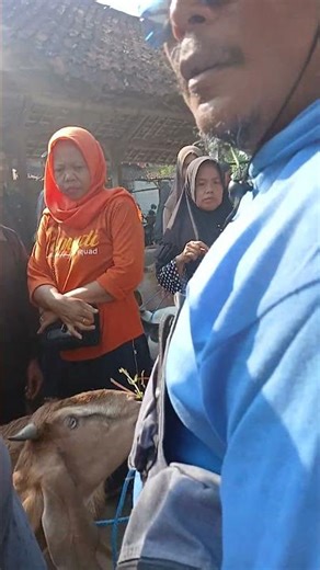 iki bakulan model py kok ora enek sing ngalah ki