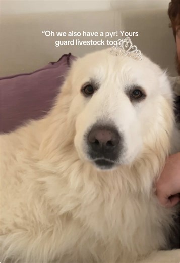 Meet Our Tri-Pod Pyr: The Guardian of Livestock