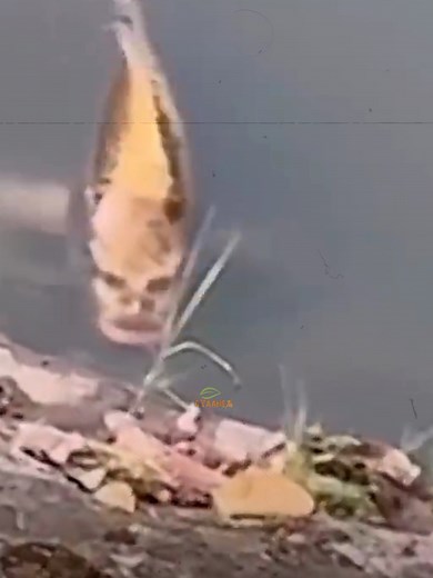 3.8K views · 61 reactions | puffer fish construction #gyaane #shortsvideo #reelsviral #facts | GYaane | Facebook