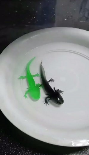 New species of frog dropping soon 👀 🦎 #fy #foryoupage #fypシ