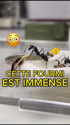 Cette fourmi est gigantesque 😨🐜 | #fourmis #animaux #insectes #incroyable | Gigafourmis
