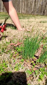 1M views · 7K reactions | Get ready to dive into the world of composting! Start your very own compost pile and turn your kitchen scraps and yard waste into rich, nutrient-packed soil for your plants. Say goodbye to throwing away food waste. This pile was started early 2022 and it did great! #Composting #Sustainability #EcoFriendlyLiving #gardening #homeandgarden | The garden is growing | Facebook