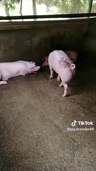Pig Breeder သည် TikTok ပေါ်တွင် ရှိသည်