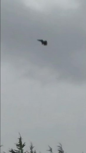 Kill shot on a Mallard Duck!!! #duckhunting #duckseason #mallardduckhunting #skinnywater #greenheads