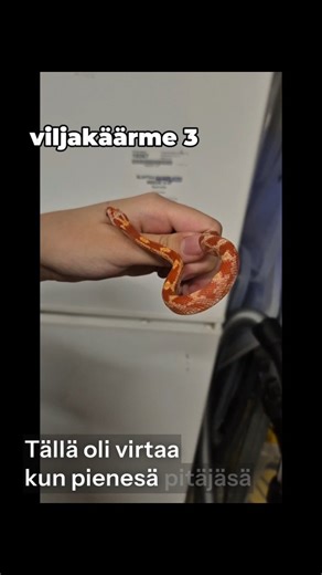 Käärmekattaus! #käärme #snake #snakes #eläintarvikemuskettikoira #käärmeet | Eläintarvike Muskettikoira