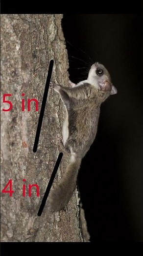 Southern Flying Squirrel
