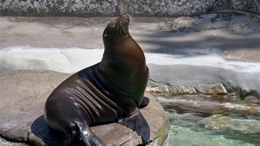 Seal, To Stand, Teeter. Free Stock Video