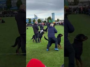 rottweiler show 2022 adrk rottweil