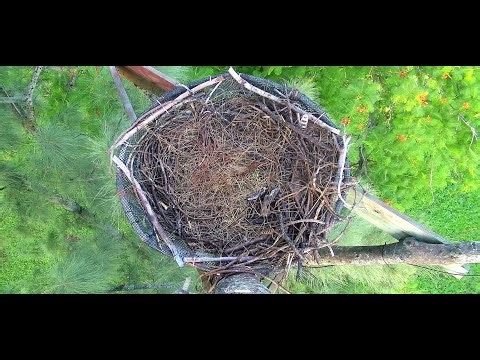 Wildlife Rescue of Dade County Eagle Nest Top Cam