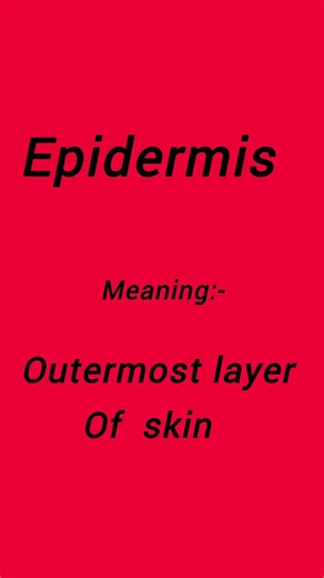 epidermis
