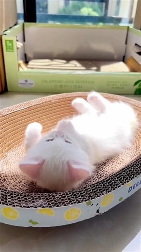 Grumpy Cat Mood All Day 😾