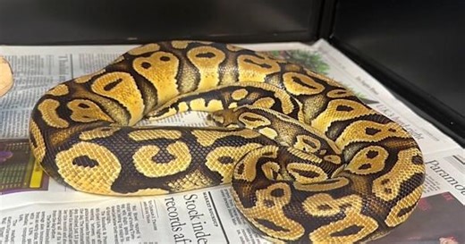 Missing pet python reunited with California family after 7 weeks