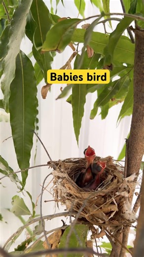 Two baby Bird crying for food #birds #birdsong