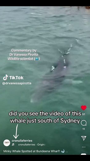 DrVanessaPirotta on TikTok