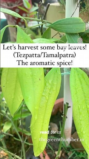 How to grow bay leaf tezpatta in pots!