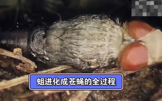 蛆演变成苍蝇的全过程
