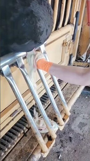 Opening an Abscess in a Cow#cow #veterinary #farm #animals #care