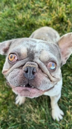 Idaho Humane Society on Instagram: "Marty was transferred to our Shelter Medical Center because of his special needs as a brachycephalic (flat-faced) dog. We performed a soft palate resection and rhinoplasty, which greatly improved his breathing. Prior to surgery, every breath sounded like a struggle. Now, it’s audibly improved and the signs of struggle are nearly gone. While he’ll always need a little extra monitoring, he’s healed well and is living his best snorty life. He recovered in a lovin