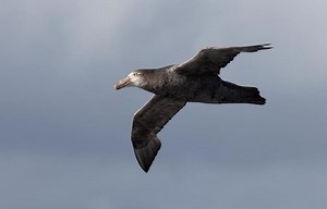 Northern giant petrel - Alchetron, The Free Social Encyclopedia