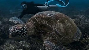 Magical underwater moment: diver swims with sea turtle