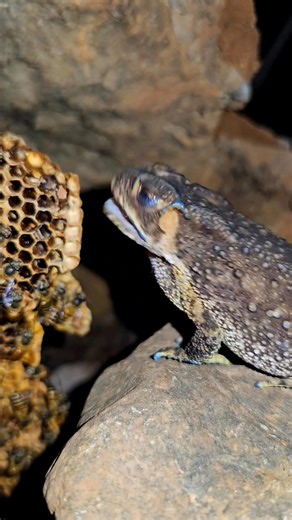 Frog Mukbang Bee 🐸 🤣😍😍😍 #shorts #reelhoney #beekeeper #honeycomb #shortsfeed #AmaZing #naturalhoney #savethebees #honey #asmr #miel #healthyfood #nature #honeybee #beekeeping #maduasli #harvesting #natural #purehoney #beehive #sweethoney #reels #bees #bee #honeybees #organic #trending #madu #harvesthoney | Bez & Bezz