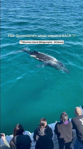 PSA: Queensland's whale watching season is BACK!