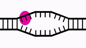 Transcription and Translation: From DNA to Protein on Make a GIF
