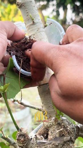 141K views · 733 reactions | Step by step technique for air layering hibiscus trees and utilizing used plastic cups. #fblifestyle #bonsai #airlayering #inspiration #diy | Andri Bonsai | Facebook