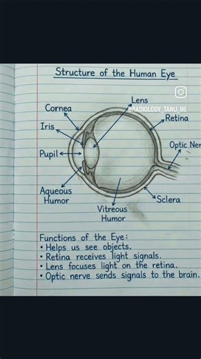 structure of the human eye 👁️👀