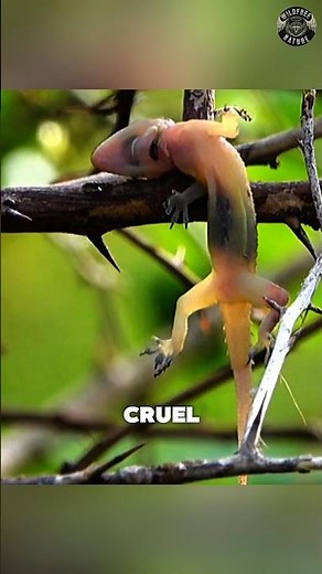 Why This Bird Stabs Its Prey on Thorns