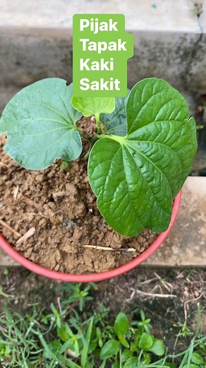 5.2K reactions · 2.9K shares | Bismillah..Asalamualaikum…#cucuadam #cucuadamofficial #reels #ads #boostreels | Nor Hasbul Cucuadam | Facebook