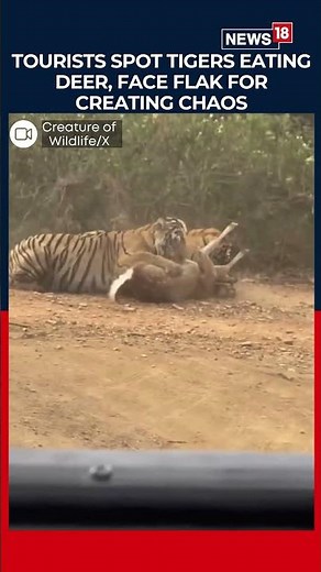 Tourists Panic as Tigers Hunt Deer in Ranthambore National Park | Wildlife | Safari | News18