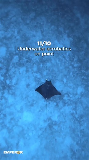 2K views · 13 reactions | Exploring the magical waters of Raja Ampat and meeting some of the coolest ocean creatures! From their charm to their swimming skills, I’m giving them all a solid 10. What would YOU rate these underwater legends? Drop your scores below! Ready for your own adventure? Check out our website to plan your next dive trip!: https://www.emperordivers.com/liveaboard-country/indonesia/ | Emperor Divers | Facebook