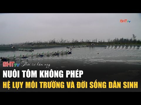 Thời sự tối 4/2: Nuôi Tôm không phép - Hệ lụy môi trường và đời sống dân sinh