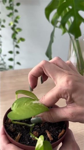 Plantas fáceis de fazer mudas | Senhora Planta