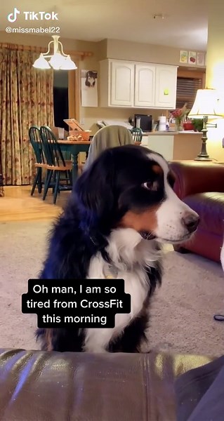 Funny Crossfit Dog Videos Featuring Miss Daisy