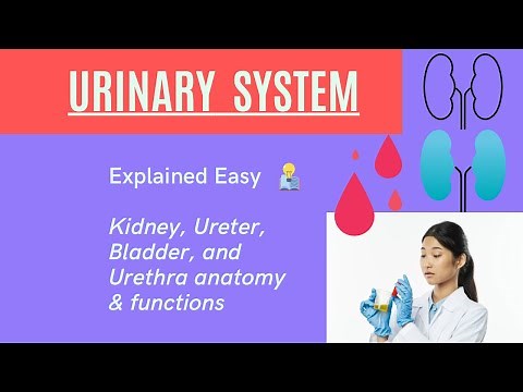 Urinary System Anatomy (Kidneys, Ureter, Bladder, Urethra, Nephrons) #urinary #kidney