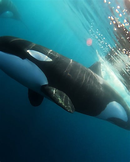 43K views · 293 reactions | The cutest killers out there 梁 $500 #GoProAwards recipient Kyle Hargrave stuck his HERO12 Black behind the boat + found these apex predators putting on a show for the camera. Did you know that every camera we make it waterproof right out of the box without a case? Learn all about the amphibious lineup at GoPro.com. | GoPro | Facebook