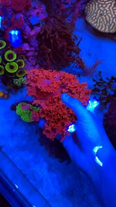 I LOVE this piece of macroalgae. It’s so colorful under blue light! 🤩😍 #fishtank #reeftank #fblifestyle #saltwateraquarium #aquarium | Danny's Aquariums