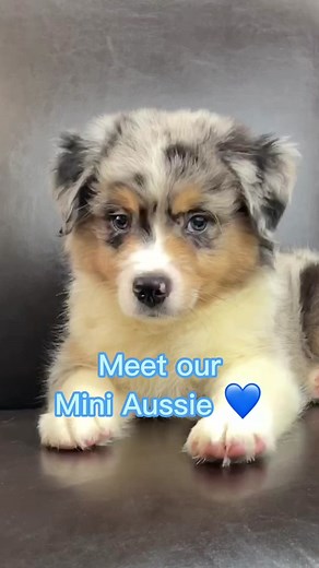 Adorable Mini Australian Shepherd - Your Ultimate Best Friend!